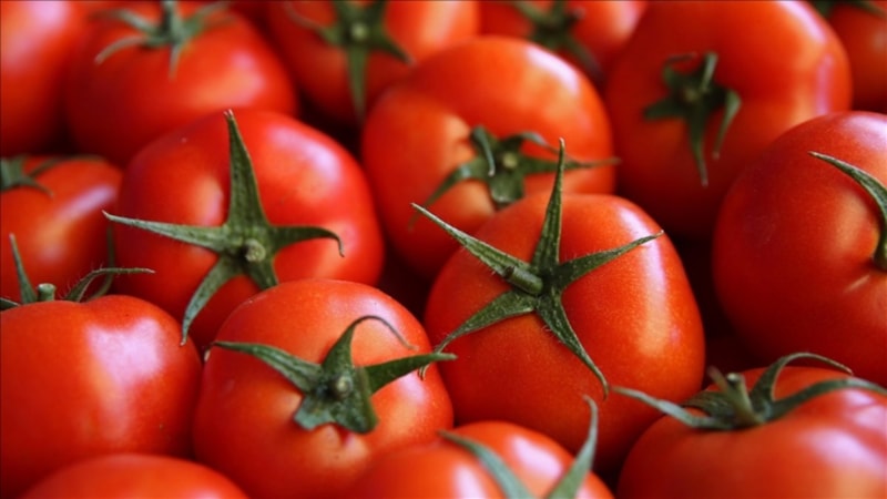 Türkiye ilk çeyrekte 161,6 milyon dolarlık domates ihracatı yaptı