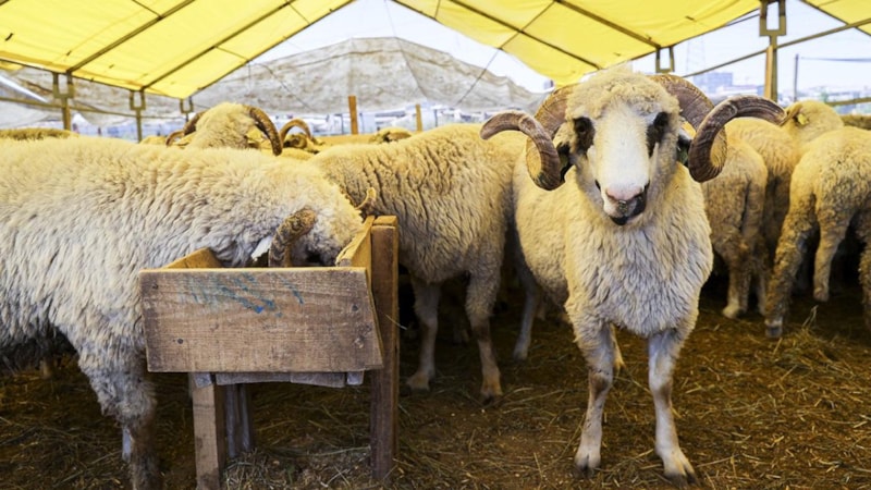 Kurban bayramı ne zaman başlıyor? 2025 kurban bayramı tarihi...