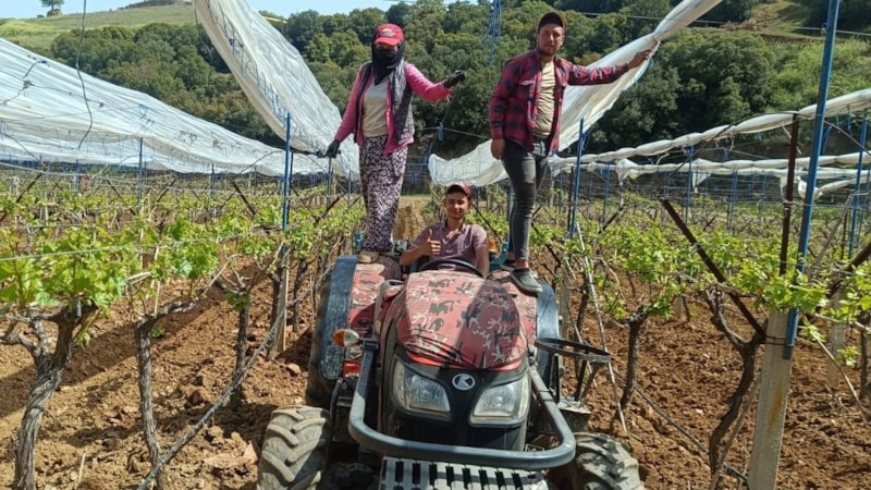 Manisa'daki üzüm bağlarına 'İtalyan dolu tül sistemi' kuruluyor