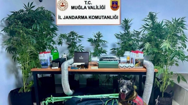 Muğla'da evini uyuşturucu bahçesine çeviren öğretmen açığa alındı