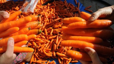 Havuç yemenin yan etkisi şaşırttı! Eğer fazla tüketirseniz...
