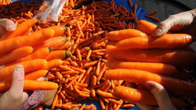 Havuç yemenin yan etkisi şaşırttı! Eğer fazla tüketirseniz...