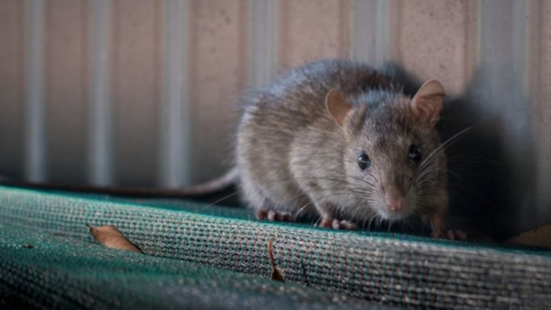 ABD ve Avrupa'da neden bu kadar çok fare var? İşte yanıtı...