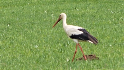 Leylekler Muş Ovası’na döndü