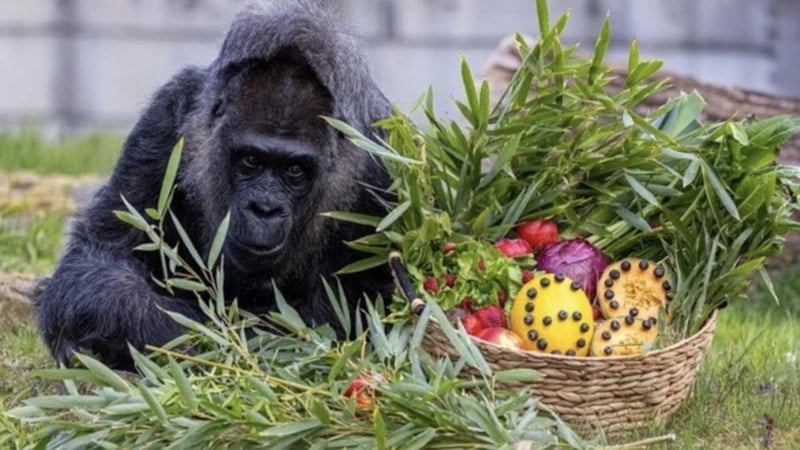 Dünyanın en yaşlı gorili Fatou, 68. doğum gününü kutladı