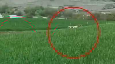 Diyarbakır’da 8 aydır yakalanamayan dananın kaçtığı anlar