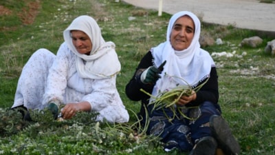 Şırnak'ta huzura kavuşan bölgede pancar hasadı