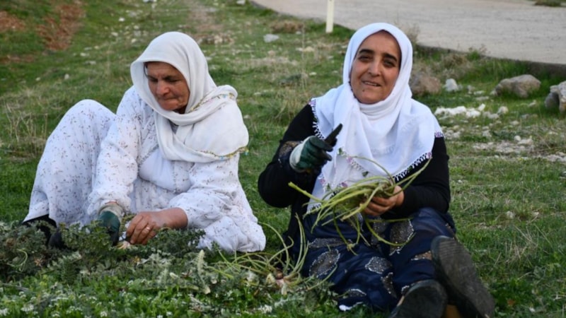 Şırnak'ta huzura kavuşan bölgede pancar hasadı
