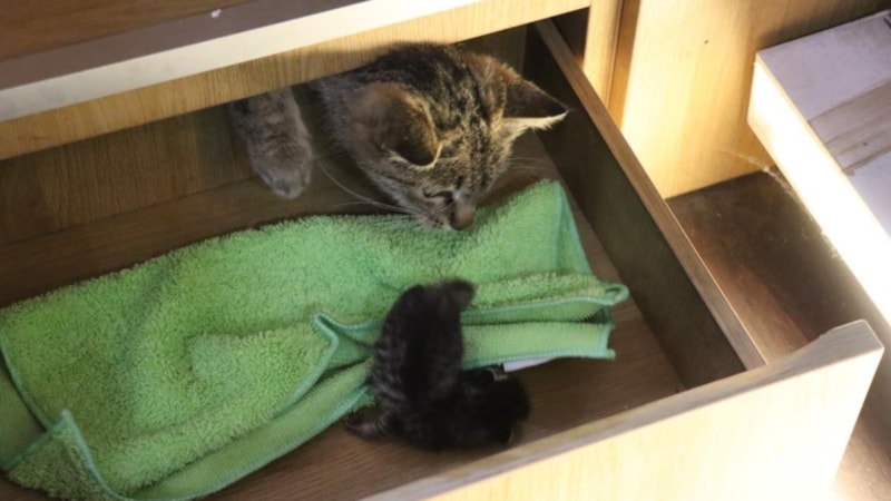 Erzurum'da hamile kedi, yavrusunu çekmecede doğurdu