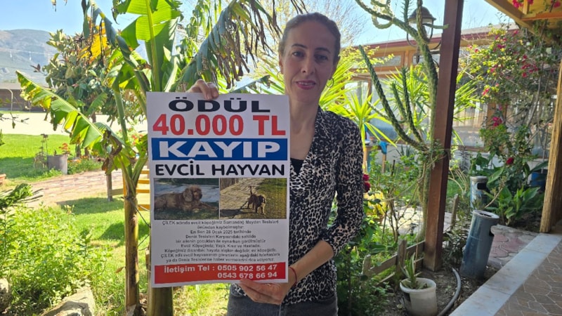 Hatay'da kayıp köpek Çilek'i bulana 40 bin TL ödül