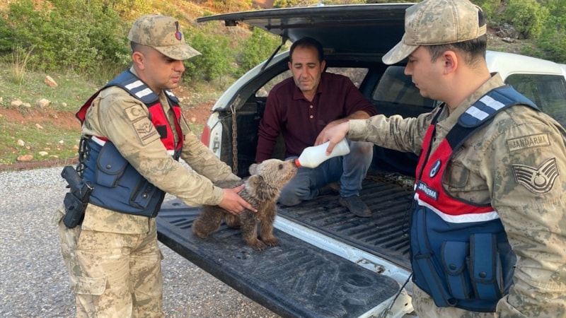 Siirt'teki kızıl şahin ve ayı yavrusu kurtarıldı