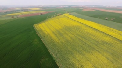 Tekirdağ'da kanolaların oluşturduğu muhteşem şölen