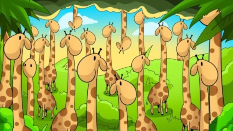 Bu test zeka ölçüyor: Zürafaların arasındaki yılanı 6 saniyede bulan, zekasını kanıtlar