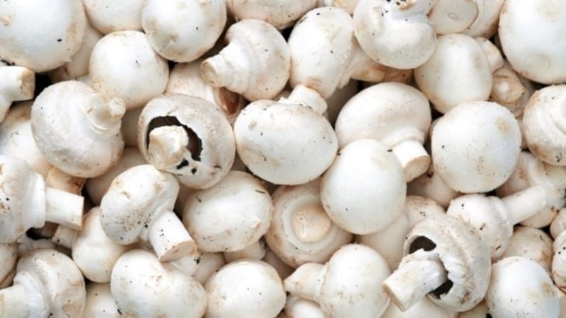 Marketlerde satılan mantarlarda skandal! “İmha edin” uyarısı yapıldı: Raflardan kalkıyor