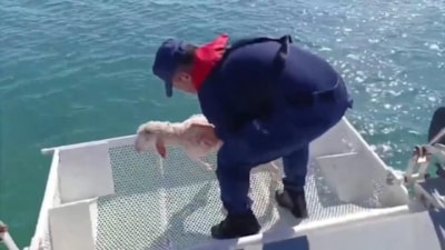 Balıkesir'de denizde sürüklenen kuzuyu Sahil Güvenlik kurtardı