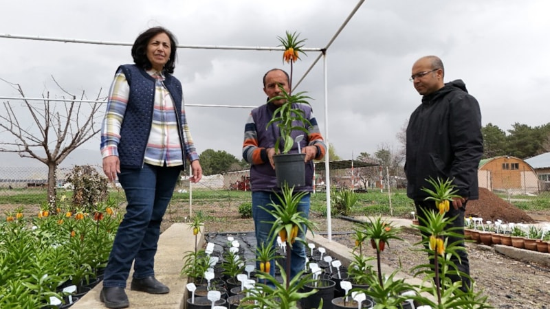 Erzincan'da Britanyalı bilim insanları ters laleleri inceledi
