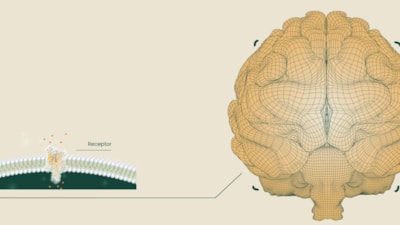 Neuralink rakibi şirket, beyin implantı için ABD'den onay aldı