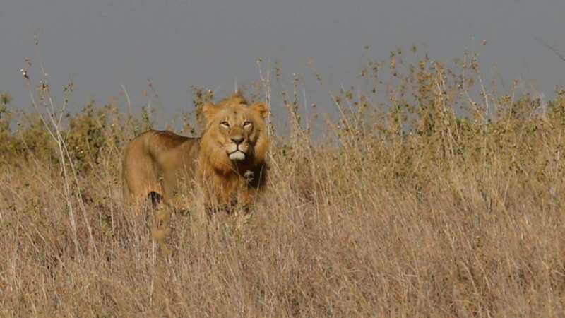 Kenya’da aslanın saldırdığı 14 yaşındaki kız hayatını kaybetti