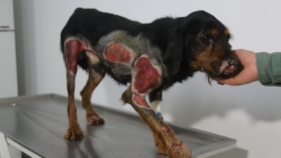 Burdur'da araç arkasında sürüklenen 2 köpek ağır yaralandı