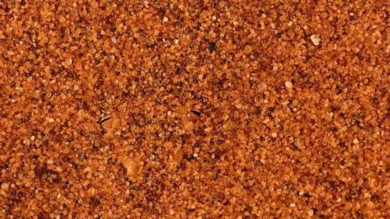 IQ Testi: Kumda Bir Yılan Gizleniyor! Sadece Dahi Gözler Görebilir...