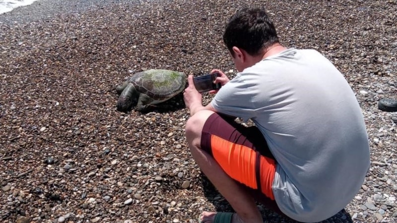 Antalya'da ölü caretta caretta sahile vurdu