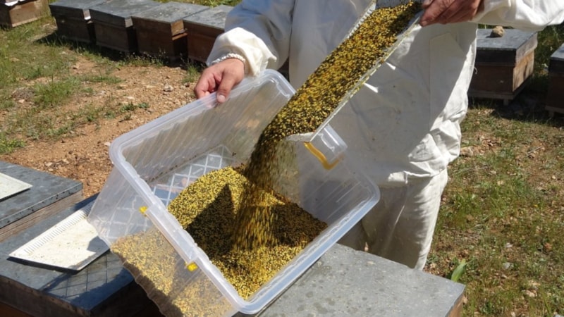 Şifa hasadı başladı! Gram gram toplanıyor; Kilosu bin 300 TL...