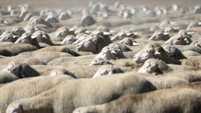 TİGEM, açık artırmayla 700 reforme küçükbaş hayvan satacak