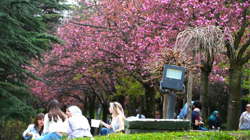 Ankara'nın Dikmen Vadisi'nde sakuralar, seyrine doyulmaz bir manzara sundu