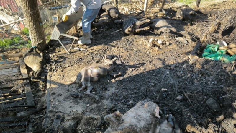 Karaman’da yangın: 11 küçükbaş hayvan telef oldu