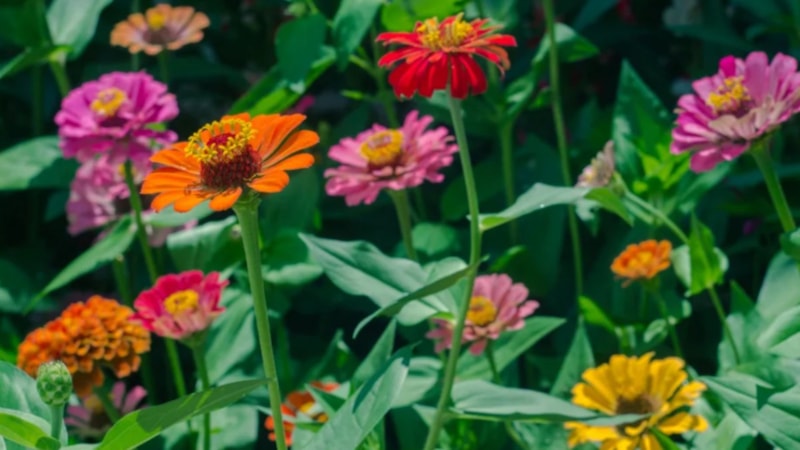 Yaz ayında hangi çiçekler ekilir? İşte ay ay çiçek ekimi takvimi…