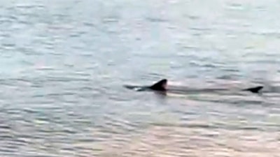 Muğla'da kıyıya yakın bölgede iki köpek balığı görüldü
