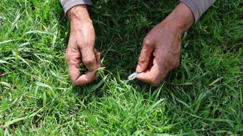 Ne ıspanak, ne semizotu! Kıymetini Sivaslılar biliyor, faydası say say bitmiyor...