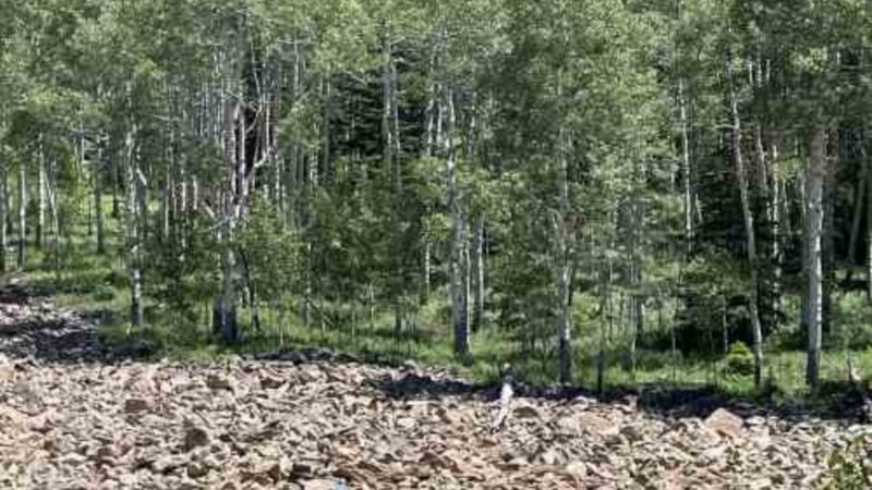 İlginç illüzyon: Görseldeki kadını gören çıkmadı! 100 kişiden 1'ine denk geliyor...