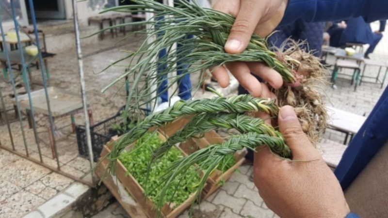 Dağdan toplanıyor, günde 1 kilo çıkıyor: Bu otun sırası bitmiyor...