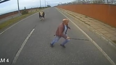 Bingöl'de boğadan kaçan şoför: Baktım boğa niyeti bozmuş, ben de kaçtım