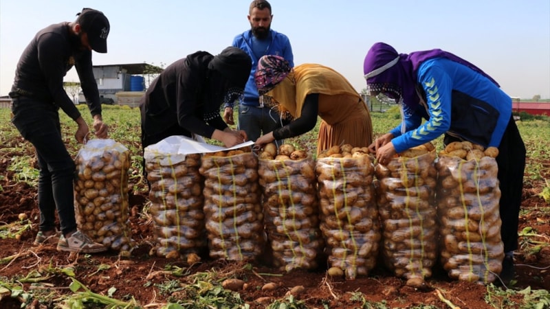 Adana'da turfanda patateste hasat başladı