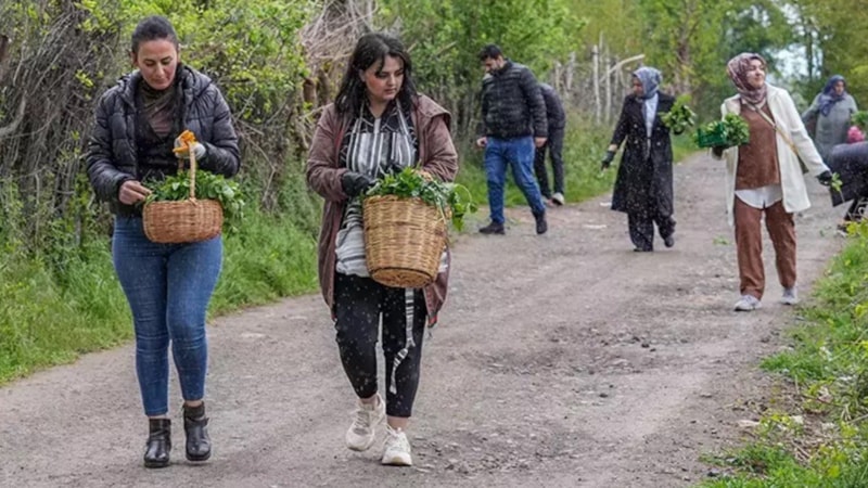 Şifası dilden dile yayılıyor! Sepetini alan, toplamaya gidiyor