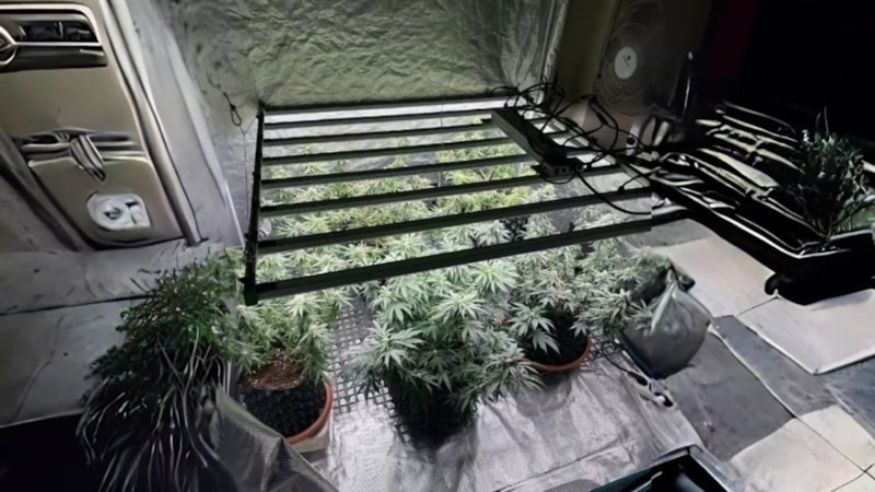 Tekirdağ'da jandarmadan skunk serasına baskın