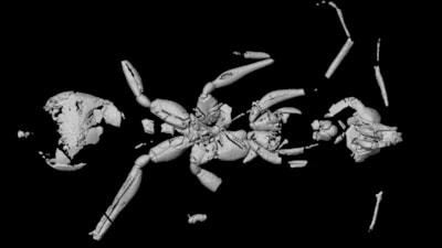 Brezilya'da bilinen en eski karınca fosili keşfedildi