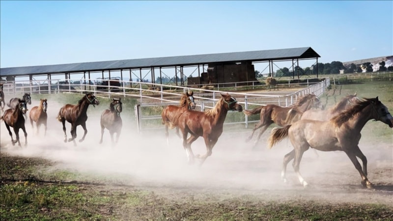 TİGEM'in 2025 yılı safkan Arap tay satış tarihleri açıklandı