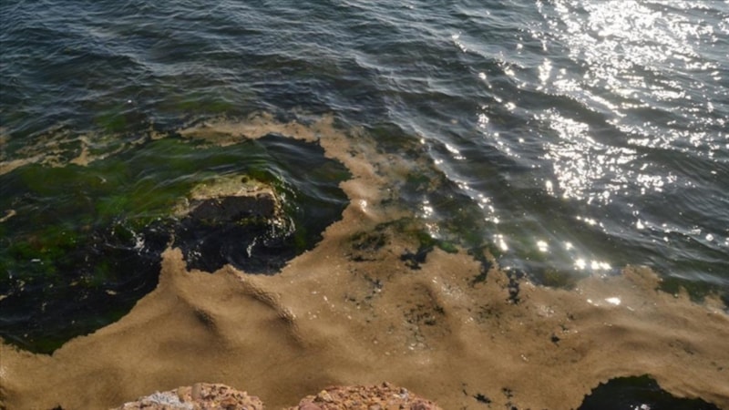 Yalova'nın Armutlu ilçesi kıyılarında müsilaj endişesi