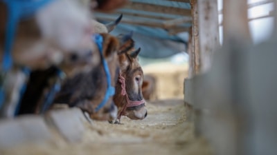 Tarım ve Orman Bakanlığı'ndan hayvan nakliyelerine yeni düzenleme