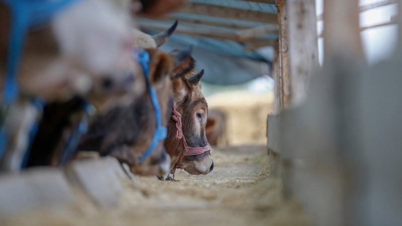 Tarım ve Orman Bakanlığı'ndan hayvan nakliyelerine yeni düzenleme