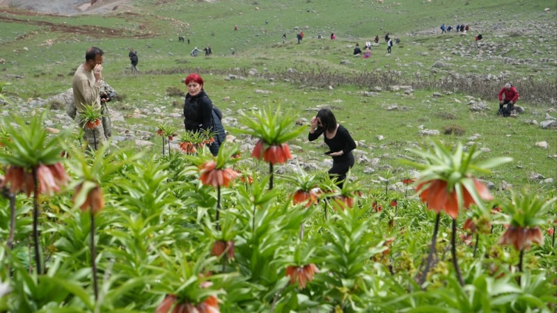 Muş'ta ters laleleri görmek için 500 kilometre yol geldiler