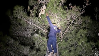 Hatay'da ağaçta asılı kalan leylek kurtarıldı