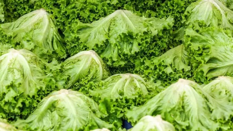 Buzdolabında marulu olanlar dikkat: ‘Yemeyin’ uyarısı yapıldı! Kanser riskini arttırıyor