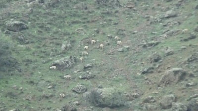 Tunceli'de koruma altındaki yaban keçileri sürü halinde görüntülendi
