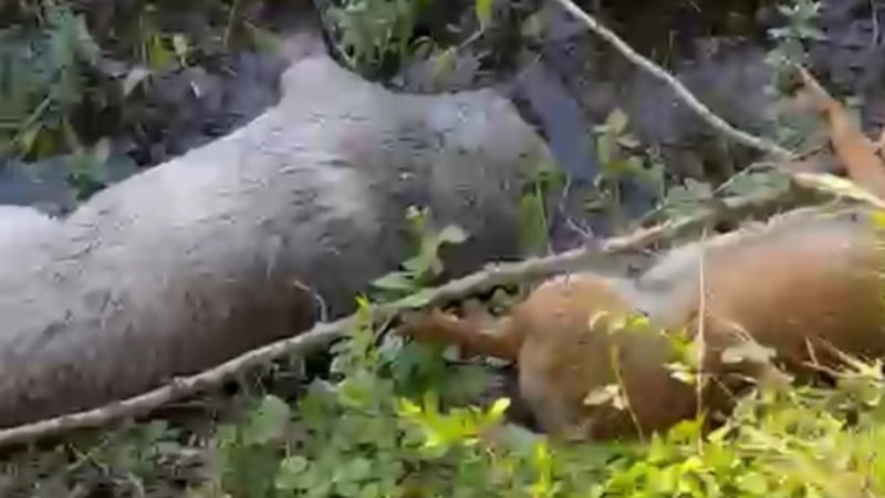 Sakarya'da tarım arazisinde ölü köpekler bulundu