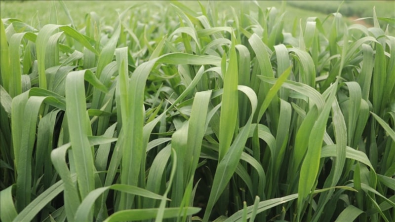 Tekirdağ'da yerli buğday çeşidi tescillendi: NKÜ Paşaeli