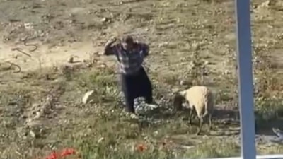 Antalya'da koyuna kalın iple vurup defalarca tekmeledi